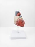 Modelo Anatómico Corazón