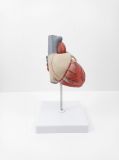 Modelo Anatómico Corazón