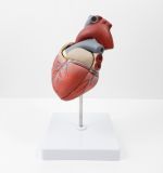 Modelo Anatómico Corazón