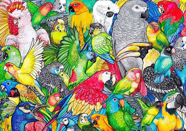 Póster DiosD3- 50x70 EL MUNDO DE LAS AVES